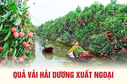 [Đồ họa] Hải Dương sẵn sàng xuất khẩu vải